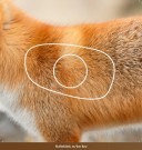 Skifteblink m/lim til 