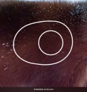 Skifteblink m/lim til 